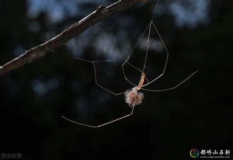 家中有小蜘蛛|8种常见的家蜘蛛：无害还是有害？